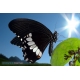 Schmetterlinge - Bilder - Limenitis camilla