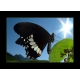 Schmetterlinge - Bilder - Limenitis camilla