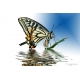 Schmetterlinge - Bilder - Spiegelung