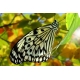 Schmetterlinge - Bilder - Weiße Baumnymphe - Idea leuconae