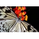 Schmetterlinge - Bilder - Weiße Baumnymphe