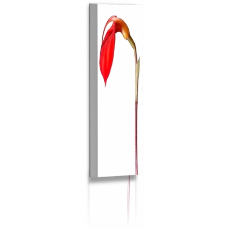 Naturbilder - Blumenfotos - Blume - Bild - Orchidee - Abstrakte Bilder - Rot - Weiss Acrylglas 60 cm  x  20 cm