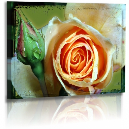 Naturbilder - Blumenfotos - Blume - Bild - Rose - Bilder - Wassertropfen
