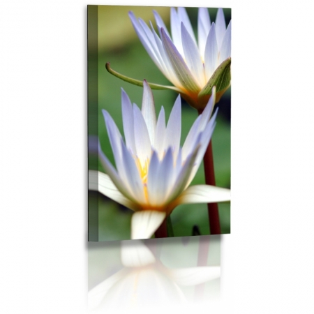Naturbilder - Blumenfotos - Blume - Bild - Seerose - Blumensträuße - Bilder