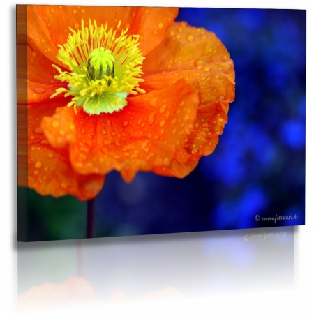 Naturbilder - Blumenfotos - Blume - Mohnblumen - Bilder - Orange - Blau