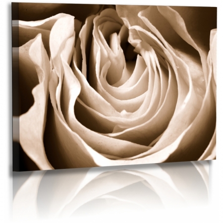 Naturbilder - Blumenfotos - Blume - Rose - Bilder - Blumen - Sepia