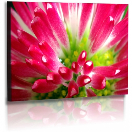 Naturbilder - Blumenfotos - Korbblter - Frhlingsblumen - Bilder