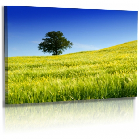 Naturbilder - Landschaft - Bild - Toskana - Italien - Baum - Frühlingswiese
