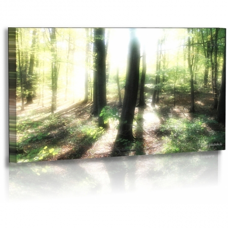 Naturbilder - Landschaft - Bild - Waldlichtung - Sonnenstrahlen - Bäume