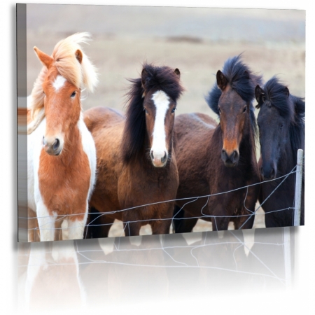 Naturbilder - Landschaft - Island - Bild - Pferde - Islandpony