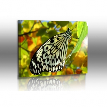 Schmetterlinge - Bilder - Weiße Baumnymphe - Idea leuconae